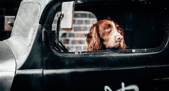 CAr Insurance - Dogs - dailycarblog